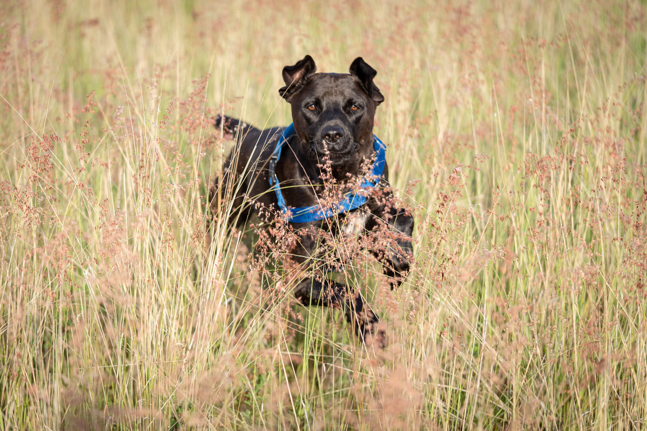 Pet Story photograph 6