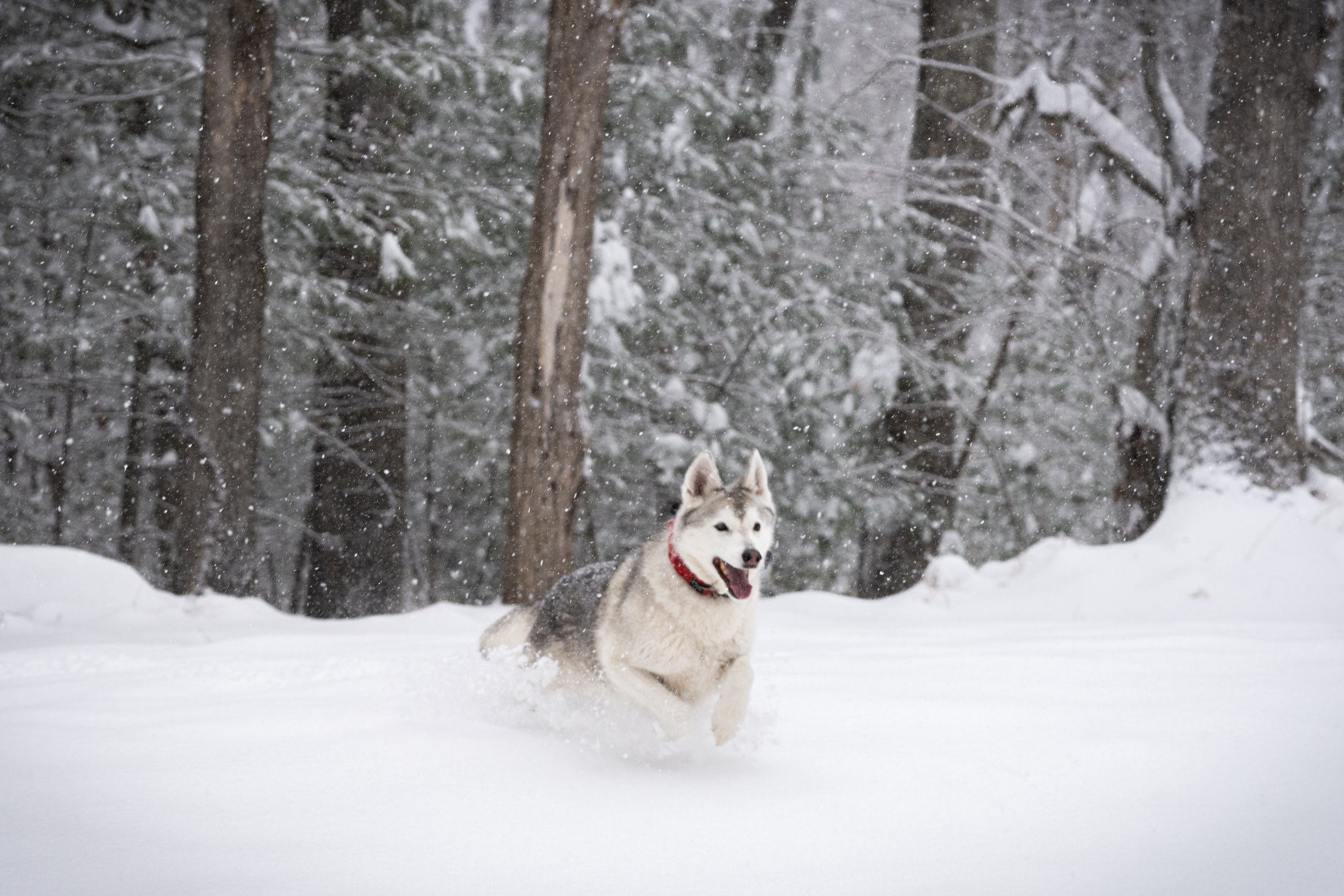 Pet Story photograph 8